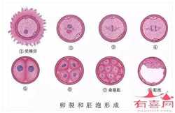 武汉代孕专业机构：成都代孕能挣多少钱_成都世纪代孕联系方式
